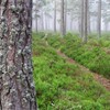 Footpath through mist-laden Caledonian pine forest (Pinus sylvestris) in summer. Abernethy Forest, Scotland.